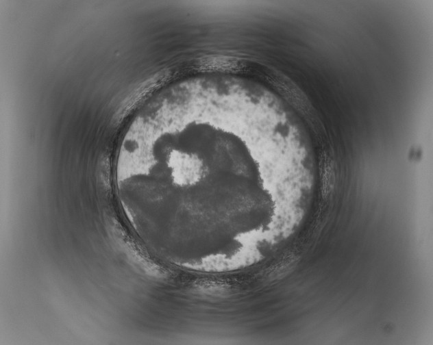 X0000111530729200908111225