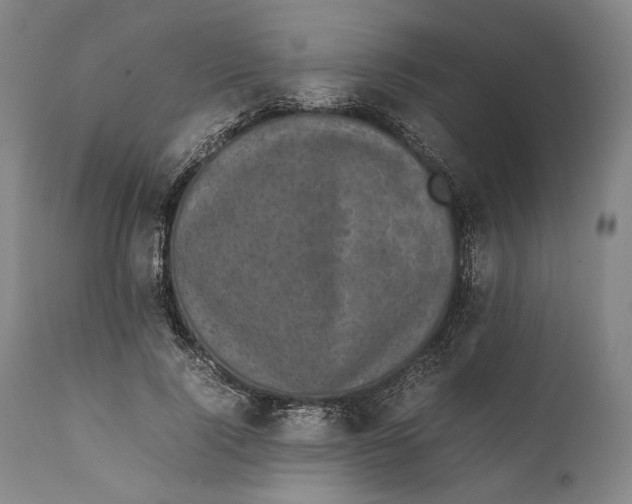 X0000111530740200908111225