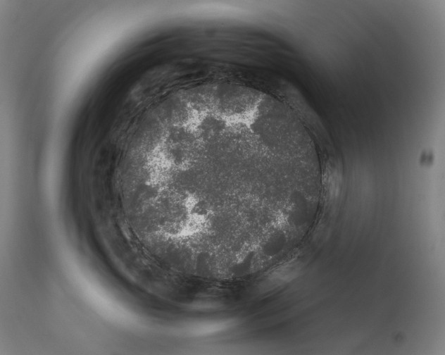 X0000111530765200908111226