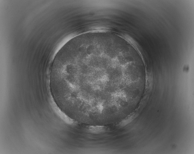 X0000111530859200908111224