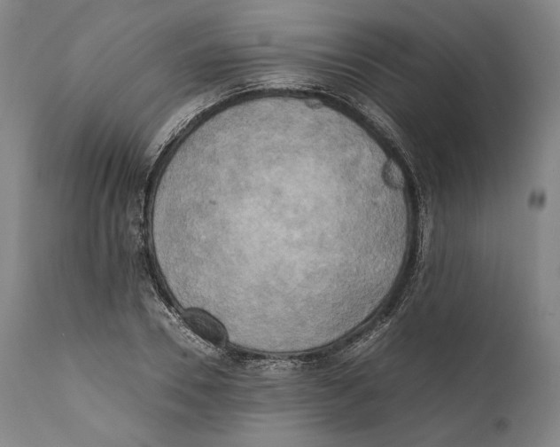 X0000111530930200908111222