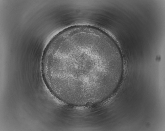 X0000111530943200908111222