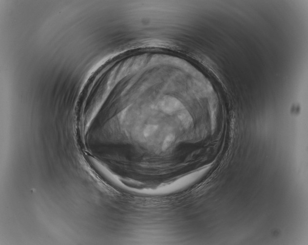 X0000111531024200908111221