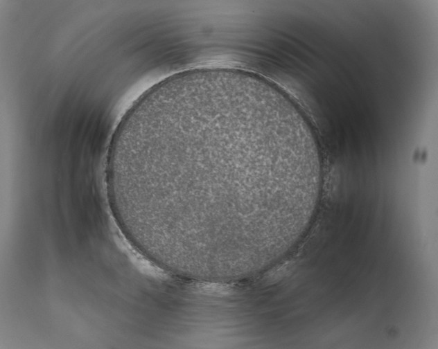 X0000111531086200908111220