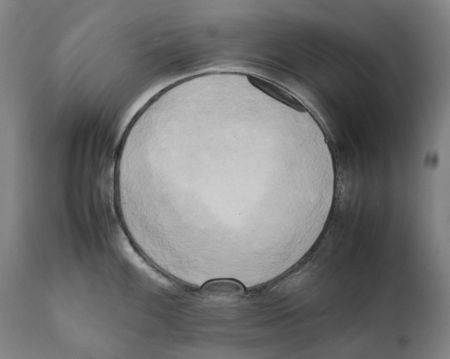 X0000111531100200908111220