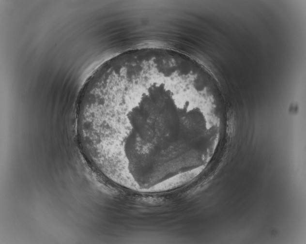 X0000111531117200908111219