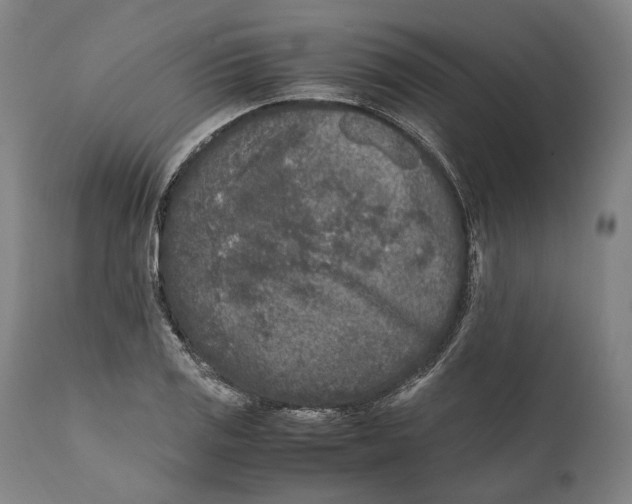 X0000111531125200908111219