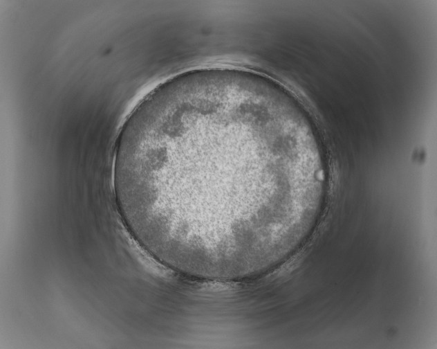 X0000111531224200908111218