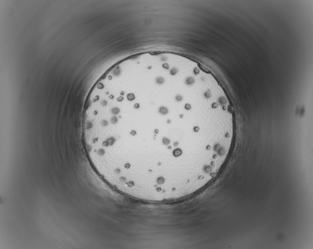 X0000111531244200908111218