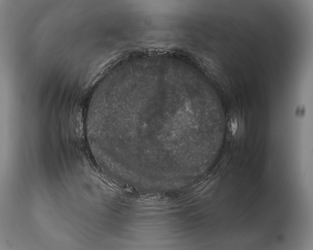 X0000111531252200908111217