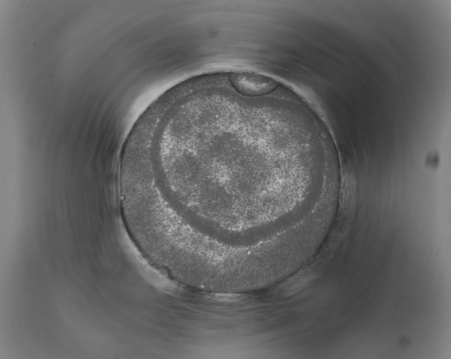 X0000111531295200908111217