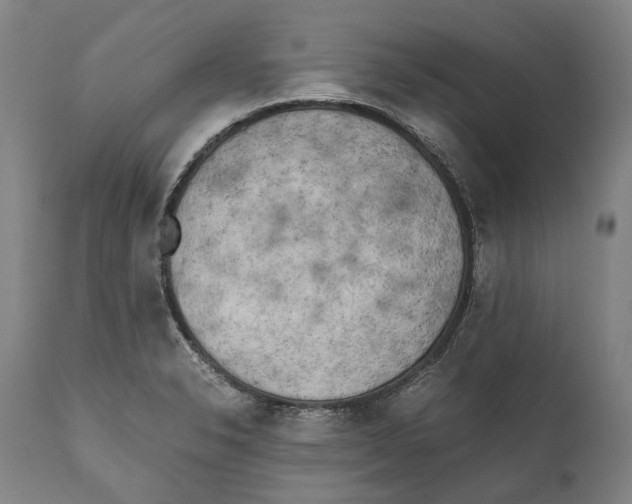 X0000111531326200908111217