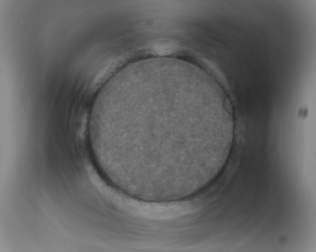 X0000111530018200908251213