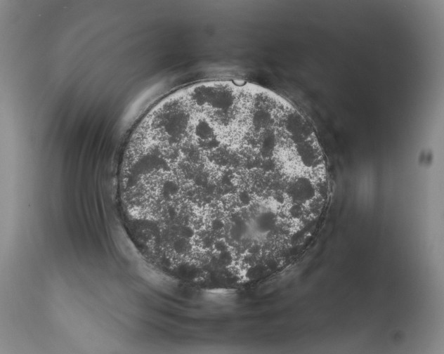 X0000111530053200908251212