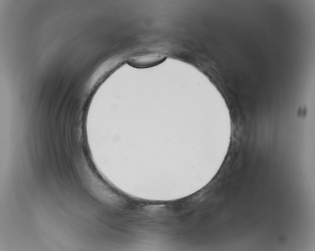 X0000111530054200908251212