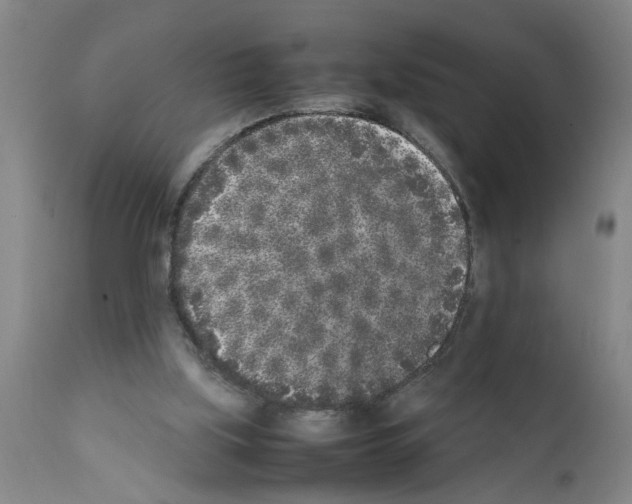 X0000111530059200908251212