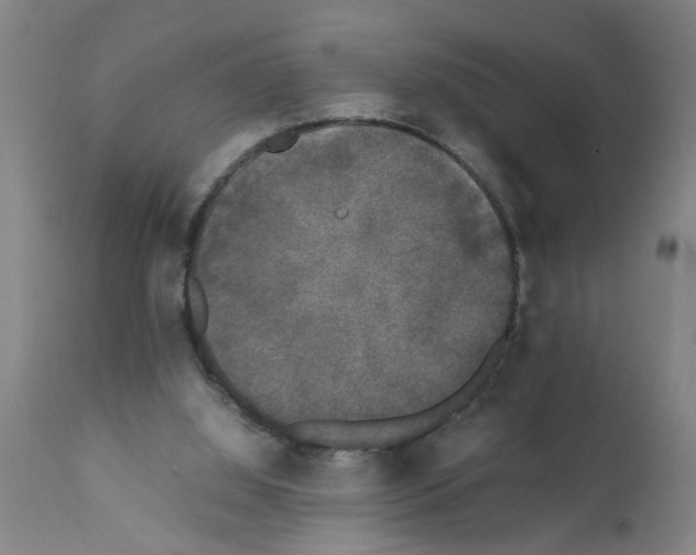 X0000111530060200908251212