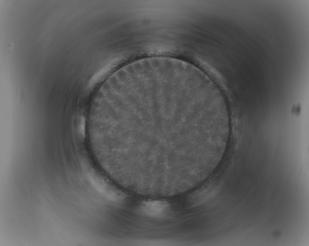 X0000111530067200908251212