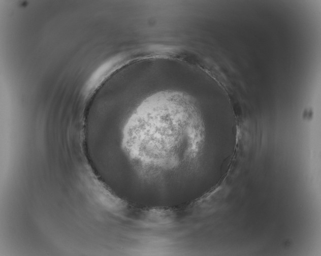 X0000111530101200908251212