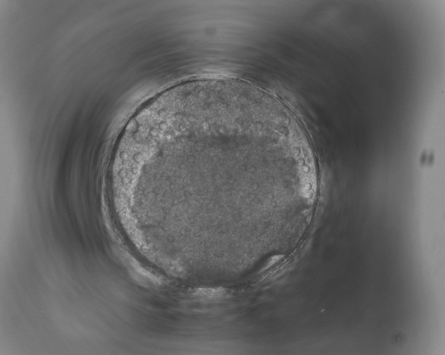 X0000111530145200908251211