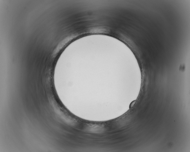 X0000111530155200908251211