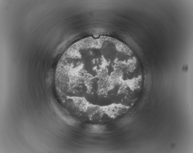 X0000111530165200908251211