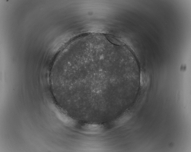 X0000111530205200908251211