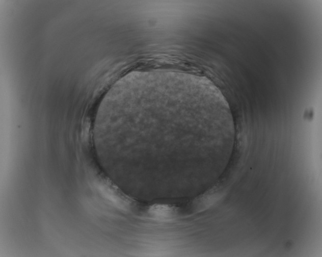 X0000111530231200908251210