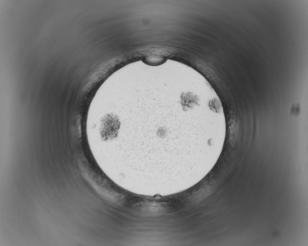 X0000111530254200908251209