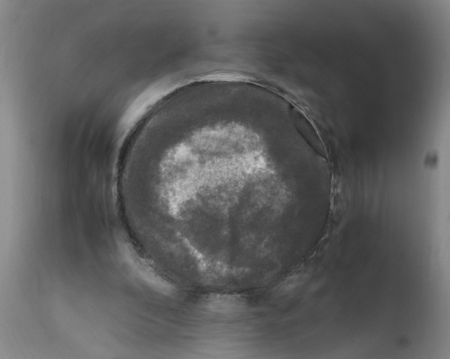 X0000111530296200908251209