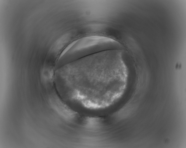 X0000111530336200908251209