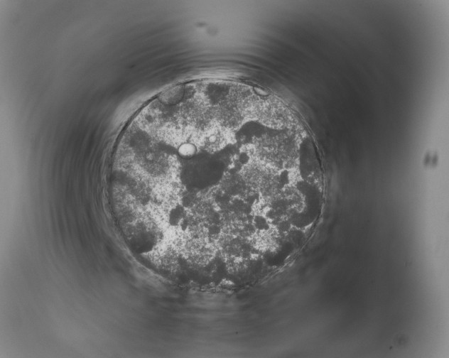 X0000111530337200908251208