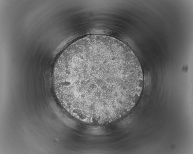 X0000111530349200908251208