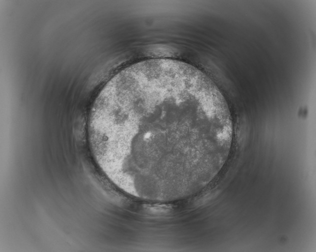 X0000111530359200908251208