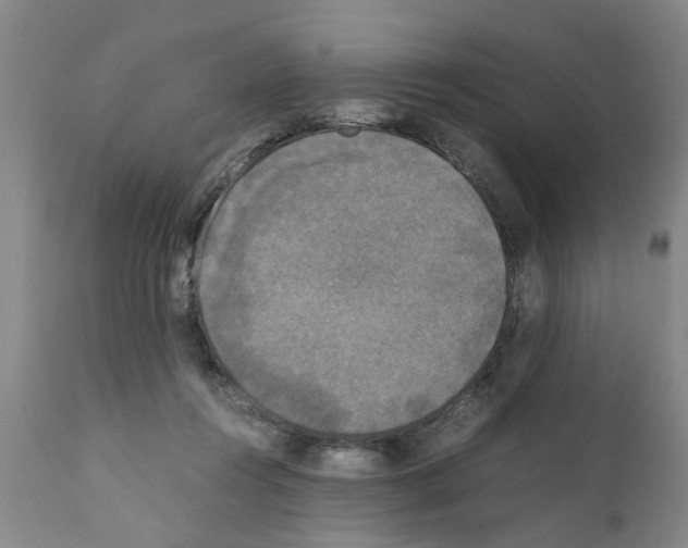 X0000111530360200908251208