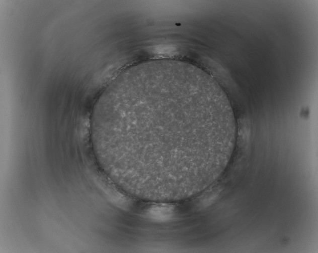 X0000111530369200908251208