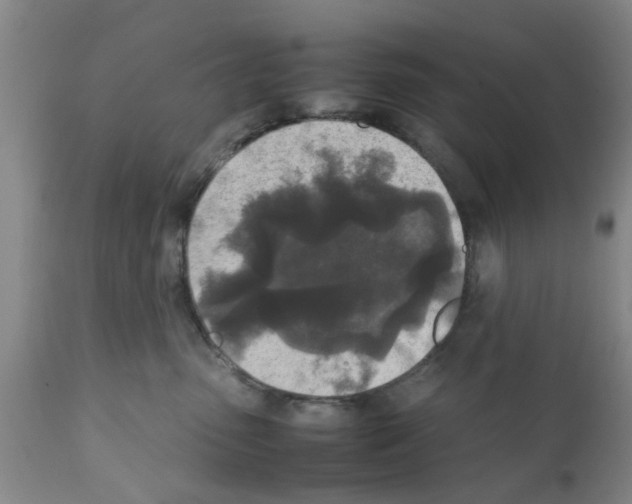 X0000111530475200908251207