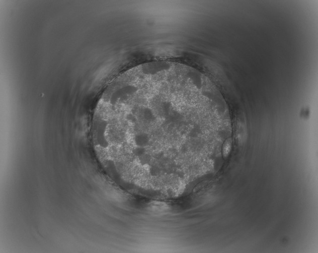 X0000111530519200908251205