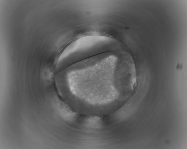 X0000111530576200908251205