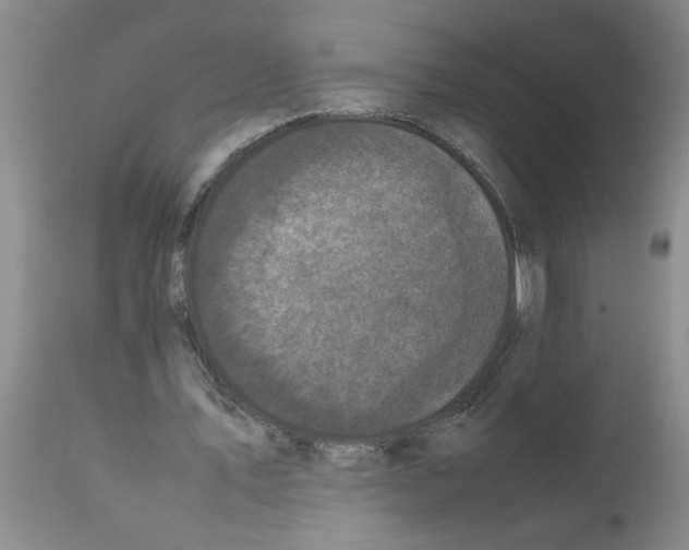 X0000111530579200908251204