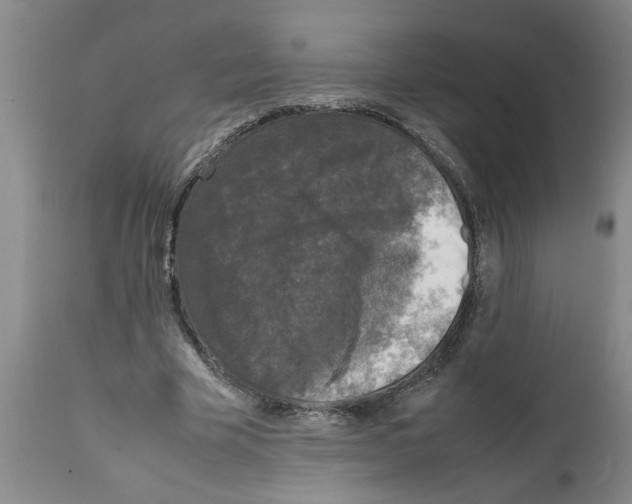 X0000111530585200908251204