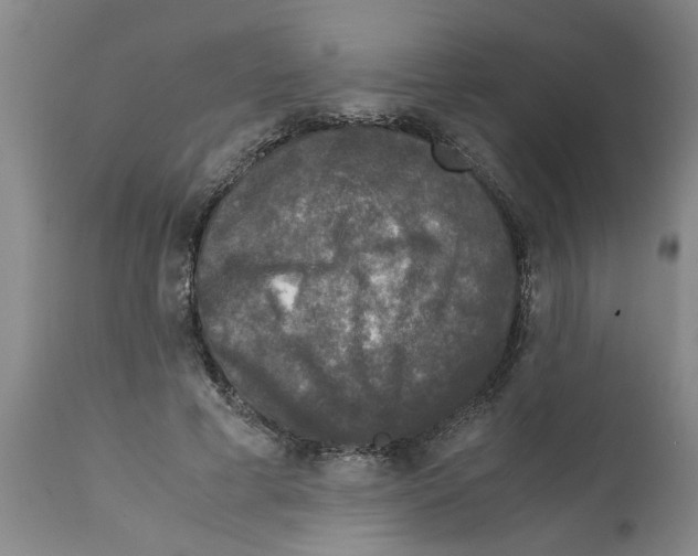 X0000111530593200908251204