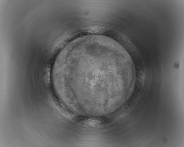 X0000111530696200908251202