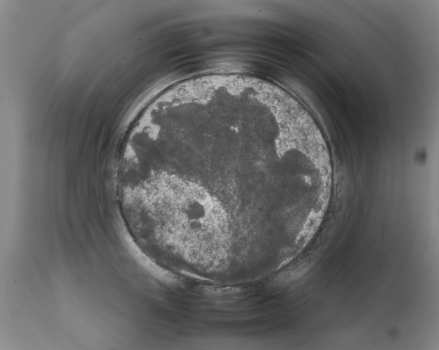 X0000111530851200908251200