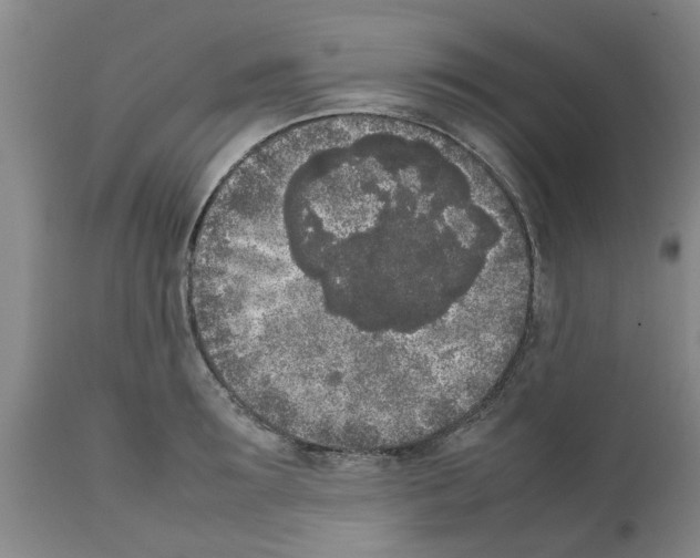 X0000111530899200908251159