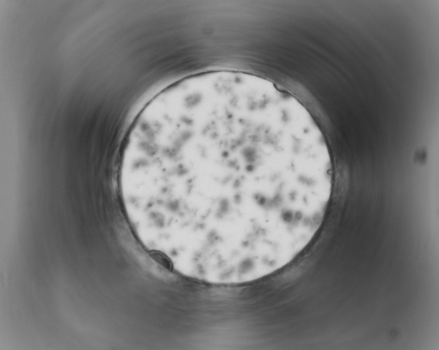 X0000111530908200908251159