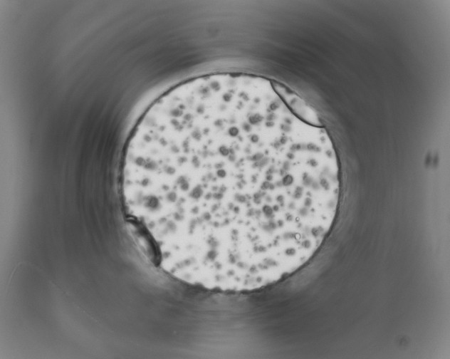 X0000111530912200908251159