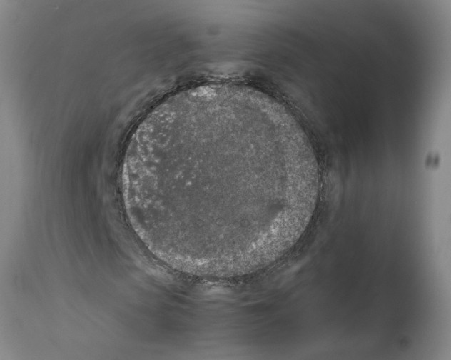 X0000111530913200908251158