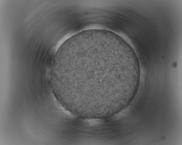 X0000111530953200908251159