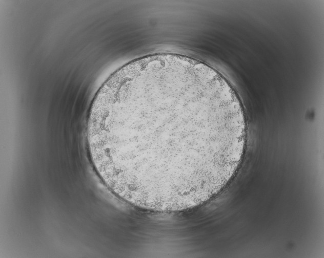 X0000111531048200908251157